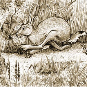 Custom Hand Drawn Pencil Drawings and Illustrations, Original Character, OC, Figure Sketches