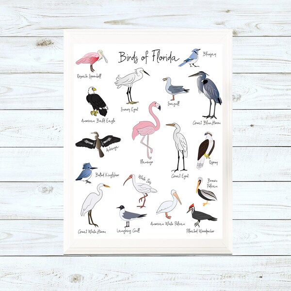 Florida Bird Art Etsy