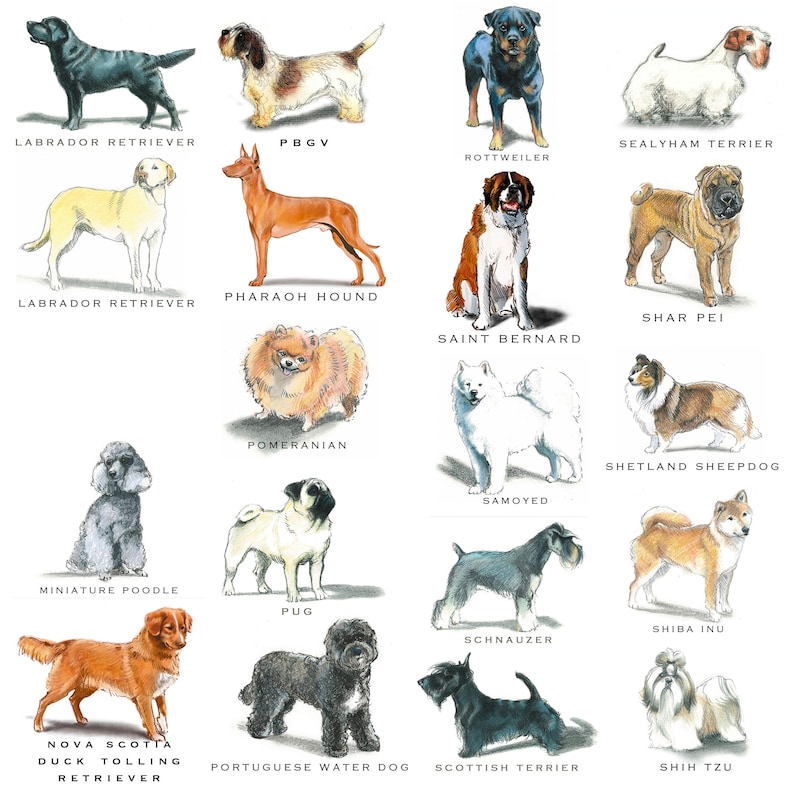 Personalized Dog Note Card Set Flat Stationary Stationery Etsy