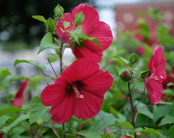 Hardy Hibiscus