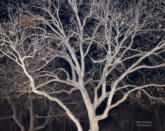 Nighttime Tree At Park