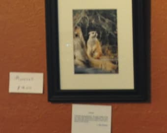 Meerkat at San Diego Wild Animal Park Framed Photo