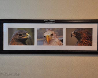 Three Eagles Framed Photo