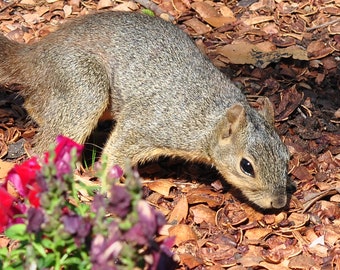 Squirrel At The Arboretum