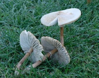 Toadstools Fine Art Photograph