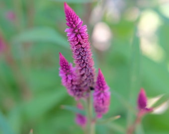 Flowers At Heritage Garden
