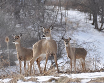 Three Deer