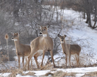 Three Deer Fine Art Print, Winter Wildlife Photography