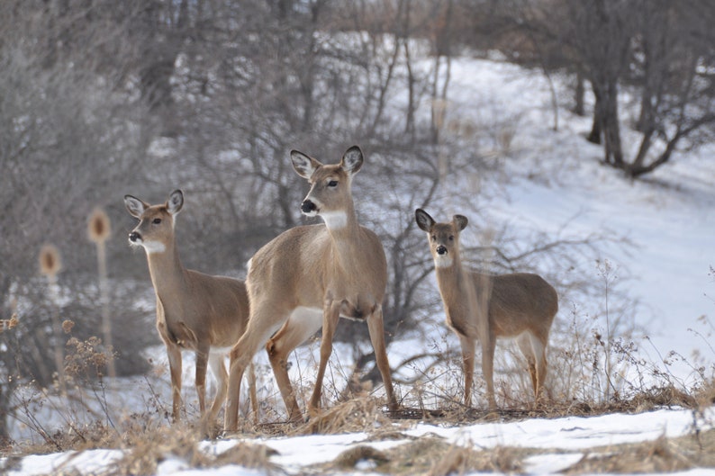 Three Deer image 1