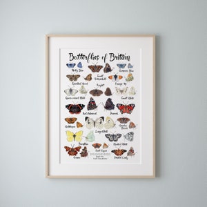 A poster showing some of Britain's most common butterflies with the names alongside. Many recognisable butterflies are featured such as the red admiral, peacock, small tortoiseshell, brimstone and common blue.