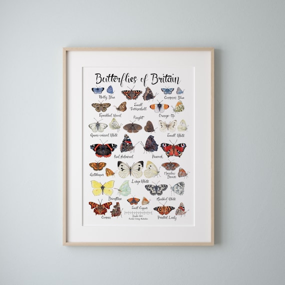 British Butterflies Poster A4 Decorative Identification Watercolour Illustration British Wildlife Nature Lover