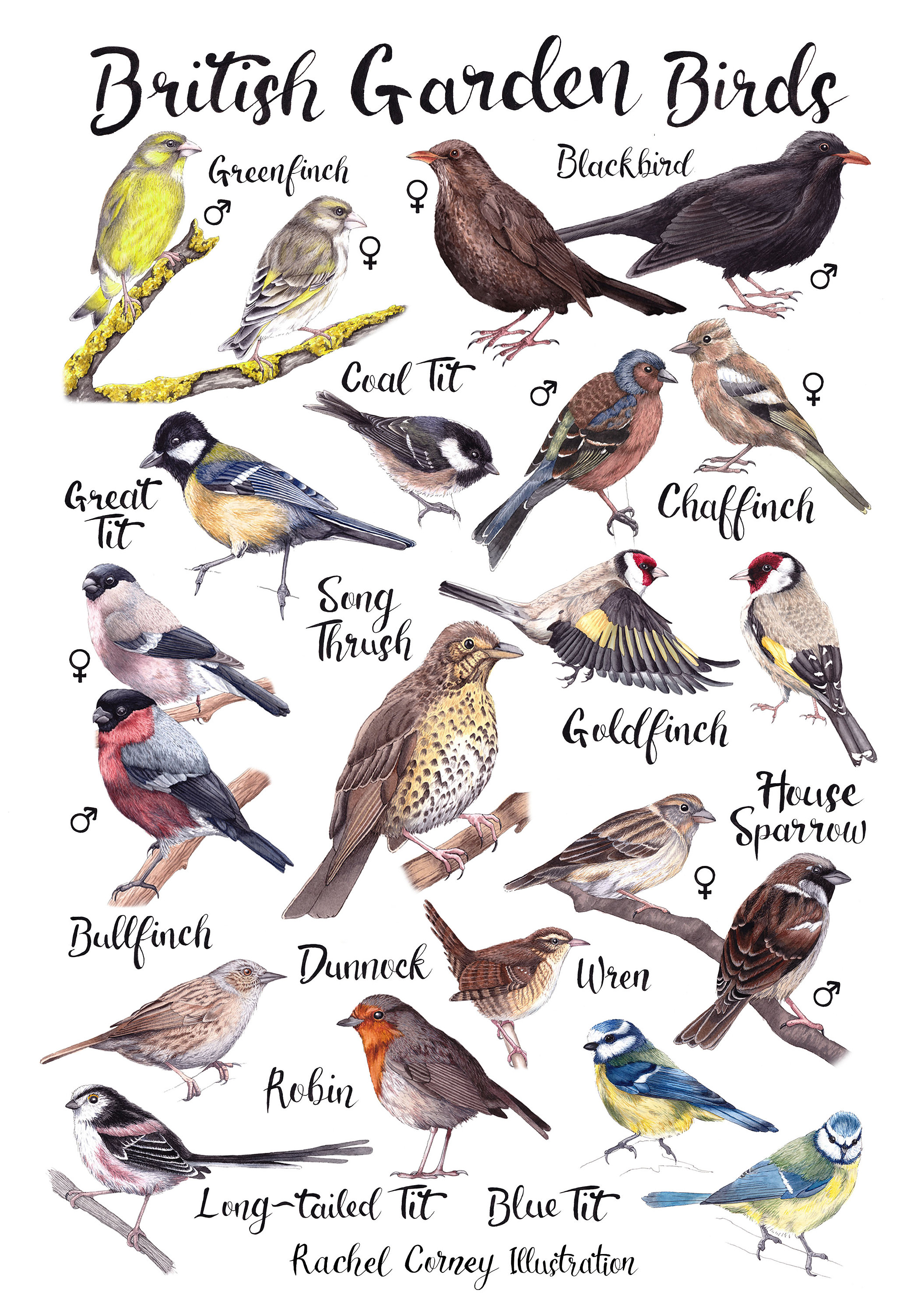 Garden Birds Garden Birds