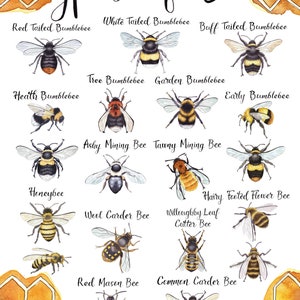 Types of Bee A4 Wildlife Poster Common British Bee Identification Nature Poster image 5