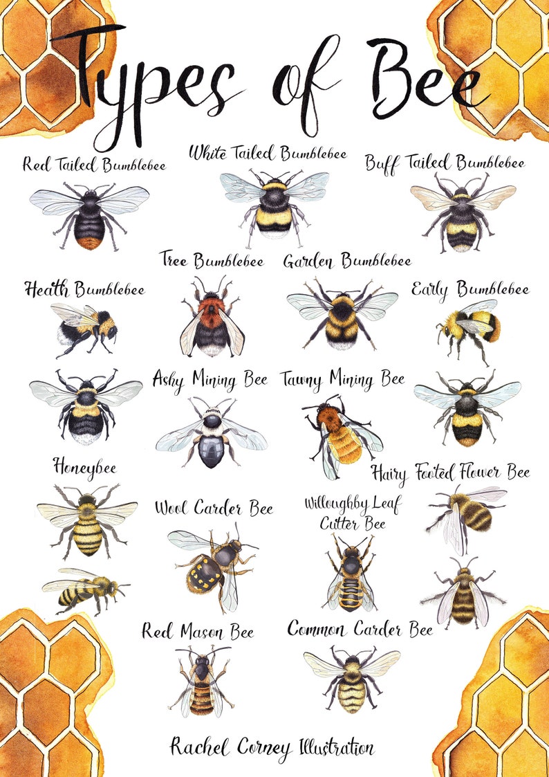 Types of Bee A4 Wildlife Poster Common British Bee Identification Nature Poster image 5