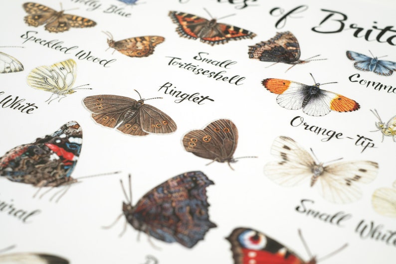 K&ouml;nnte beinhalten: Eine Karte mit Illustrationen verschiedener Schmetterlinge, die in Gro&szlig;britannien heimisch sind. Die Karte enth&auml;lt die Namen der einzelnen Schmetterlinge, wie "Speckled Wood", "Ringlet" und "Orange-tip".
