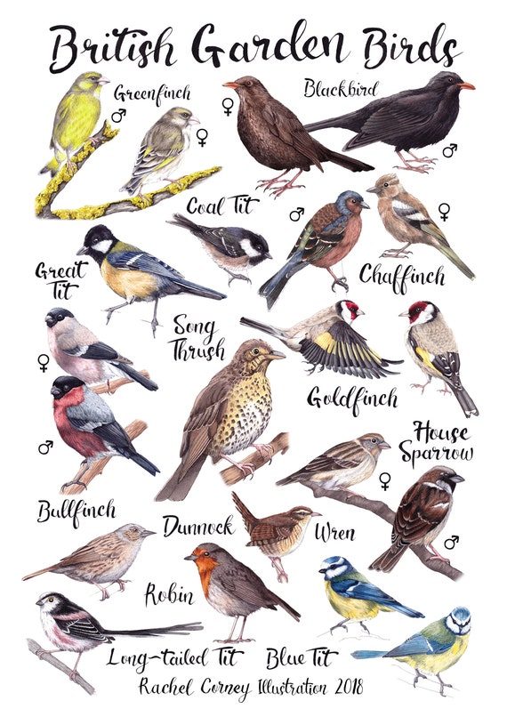 British Garden Birds Chart