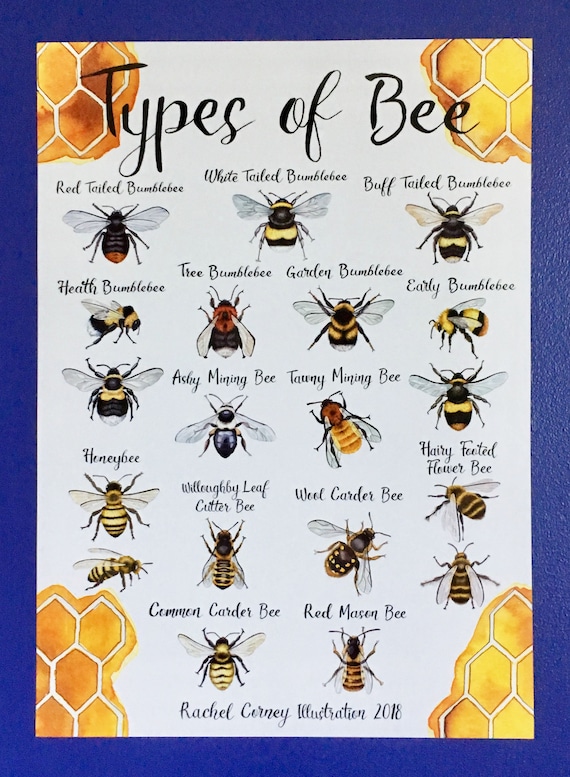 Bumble Bee Identification Chart