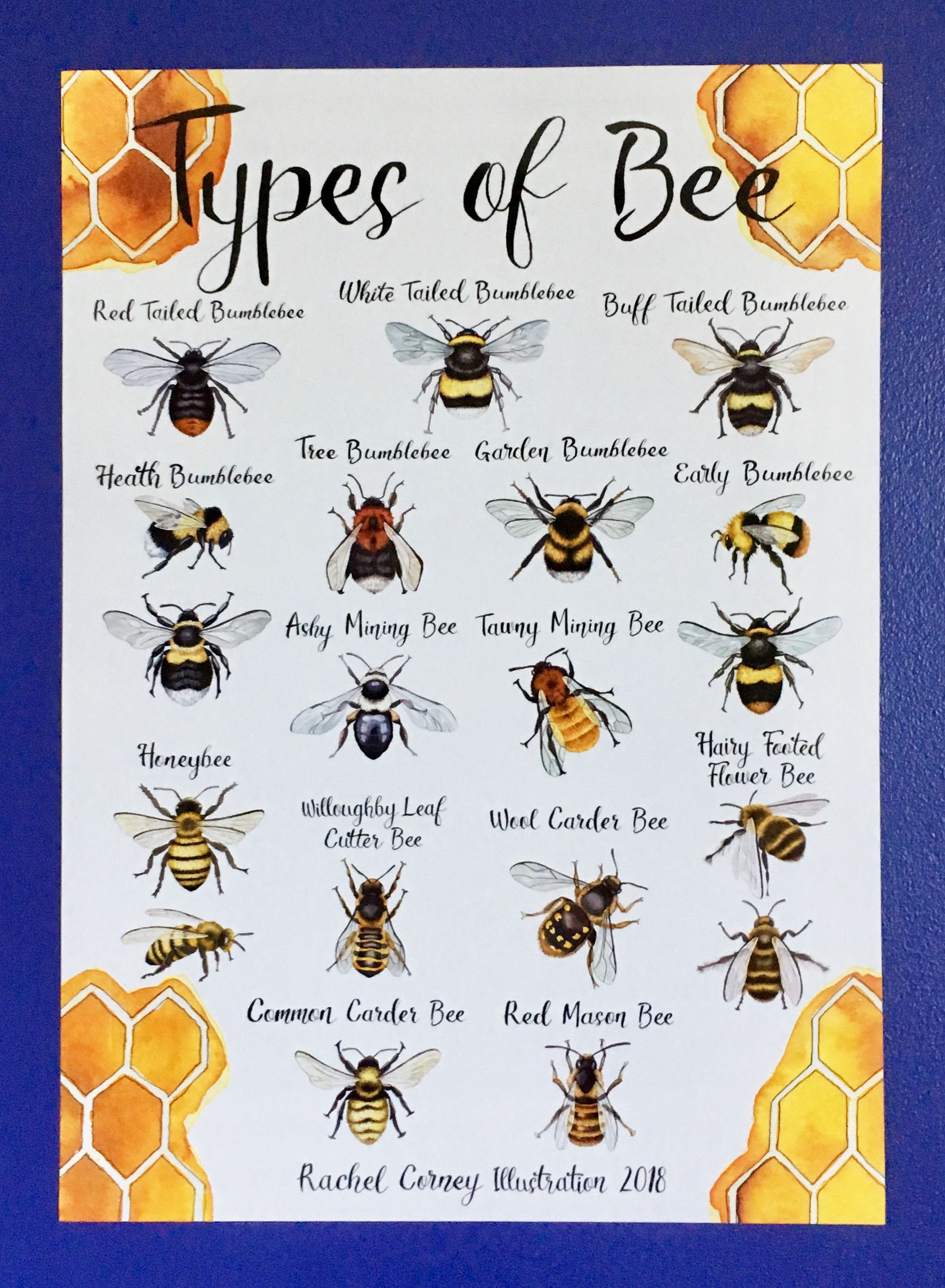 Types Of Bee Poster - Design Talk