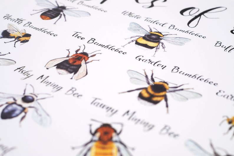 Types of Bee A4 Wildlife Poster Common British Bee Identification Nature Poster image 2