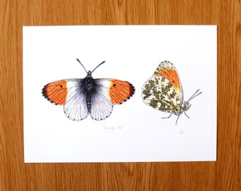 Könnte beinhalten: Detaillierte Illustration von zwei Aurorafaltern auf weißem Papier. Ein Schmetterling ist mit geöffneten Flügeln dargestellt, die orangefarbene Spitzen und weiße und graue Markierungen zeigen. Der andere Schmetterling ist mit geschlossenen Flügeln dargestellt, mit orangefarbenen und grünen Mustern.