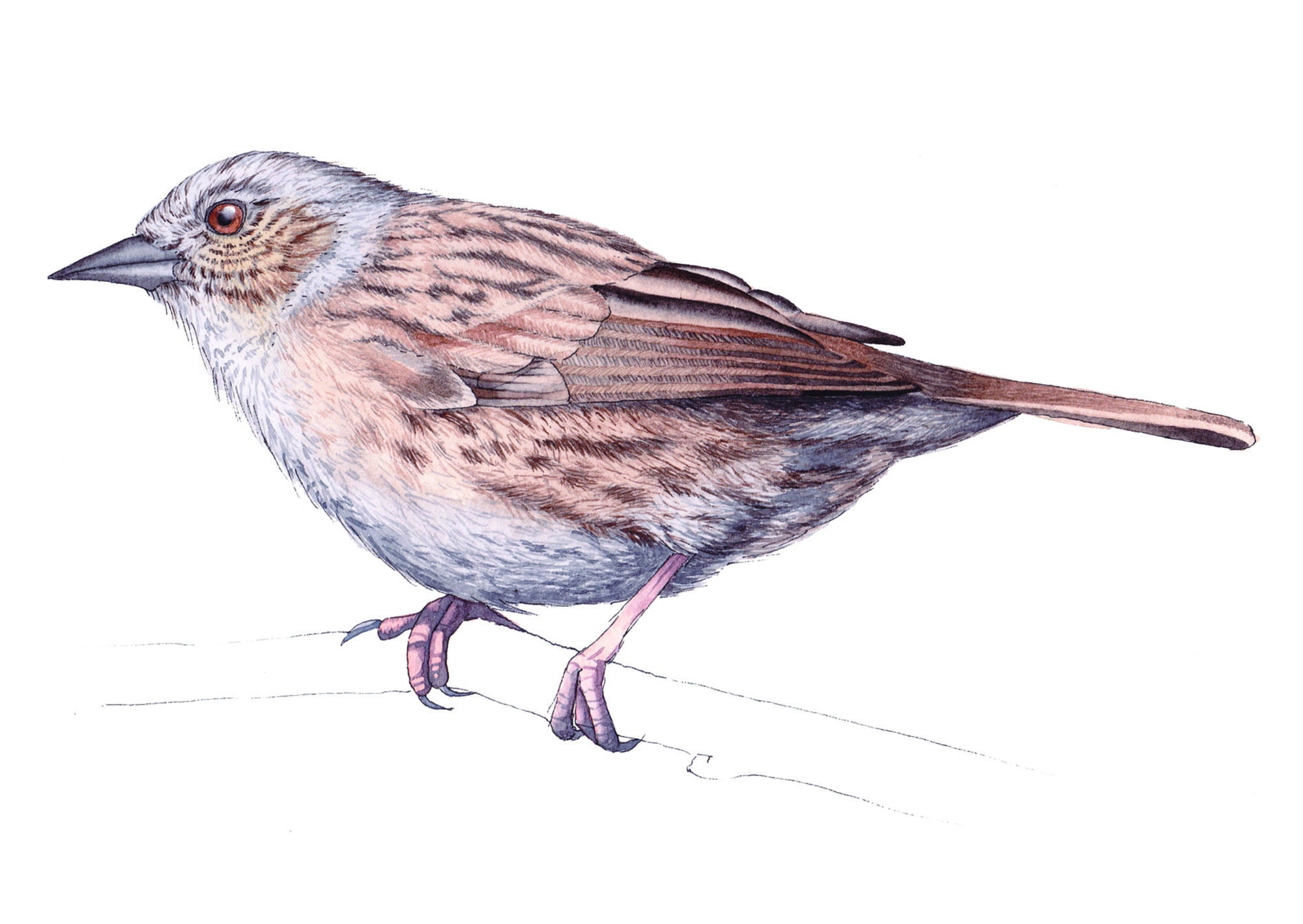 Targa Metallica Retrò 20x30 Cm - Poster British Garden Bird Identification Chart