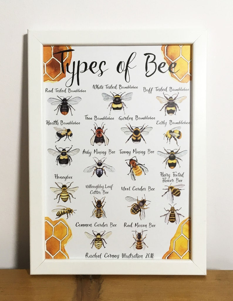 Types of Bee A4 Wildlife Poster Common British Bee Identification Nature Poster image 3