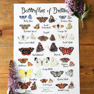 K&ouml;nnte beinhalten: Ein wei&szlig;er Poster mit Illustrationen von Schmetterlingen, die in Gro&szlig;britannien heimisch sind. Der Poster zeigt die Namen jedes Schmetterlings, darunter der Kleine Schillerfalter, der Gemeine Bl&auml;uling, der Kleine Fuchs, der Schachbrett, der Braune Waldvogel, der Zitronenfalter, der Kohlwei&szlig;ling, der Kleine Kohlwei&szlig;ling, der Admiral, der Pfauenauge, der Braunfleckiger Perlmuttfalter, der Wiesen-Perlmuttfalter, der Gro&szlig;e Kohlwei&szlig;ling, der Zitronenfalter, der Kleiner Feuerfalter, der Schachbrettfalter, der Distelfalter und der C-Falter.