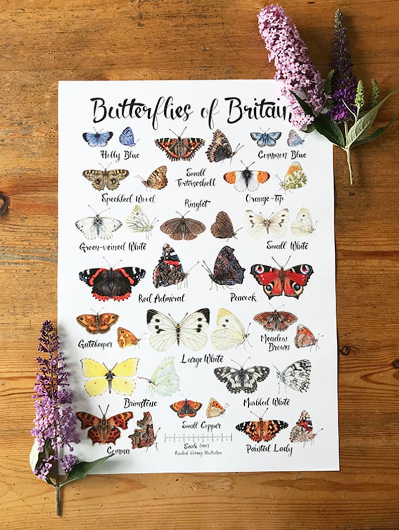 K&ouml;nnte beinhalten: Ein wei&szlig;er Poster mit Illustrationen von Schmetterlingen, die in Gro&szlig;britannien heimisch sind. Der Poster zeigt die Namen jedes Schmetterlings, darunter der Kleine Schillerfalter, der Gemeine Bl&auml;uling, der Kleine Fuchs, der Schachbrett, der Braune Waldvogel, der Zitronenfalter, der Kohlwei&szlig;ling, der Kleine Kohlwei&szlig;ling, der Admiral, der Pfauenauge, der Braunfleckiger Perlmuttfalter, der Wiesen-Perlmuttfalter, der Gro&szlig;e Kohlwei&szlig;ling, der Zitronenfalter, der Kleiner Feuerfalter, der Schachbrettfalter, der Distelfalter und der C-Falter.