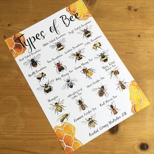 Types of Bee A4 Wildlife Poster Common British Bee Identification Nature Poster image 4