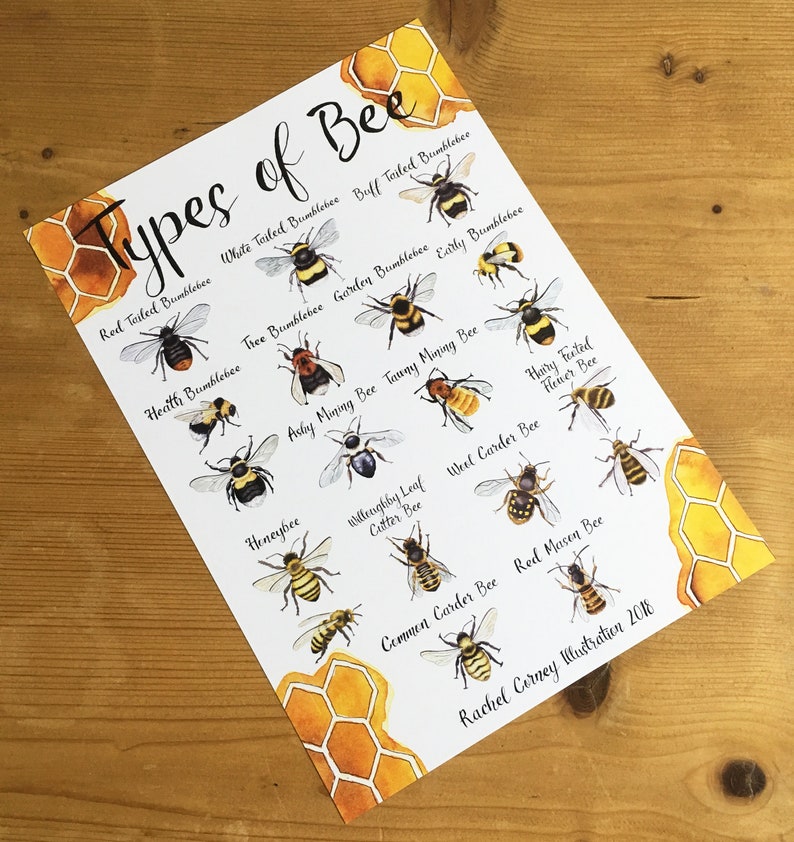 Types of Bee A4 Wildlife Poster Common British Bee Identification Nature Poster image 4