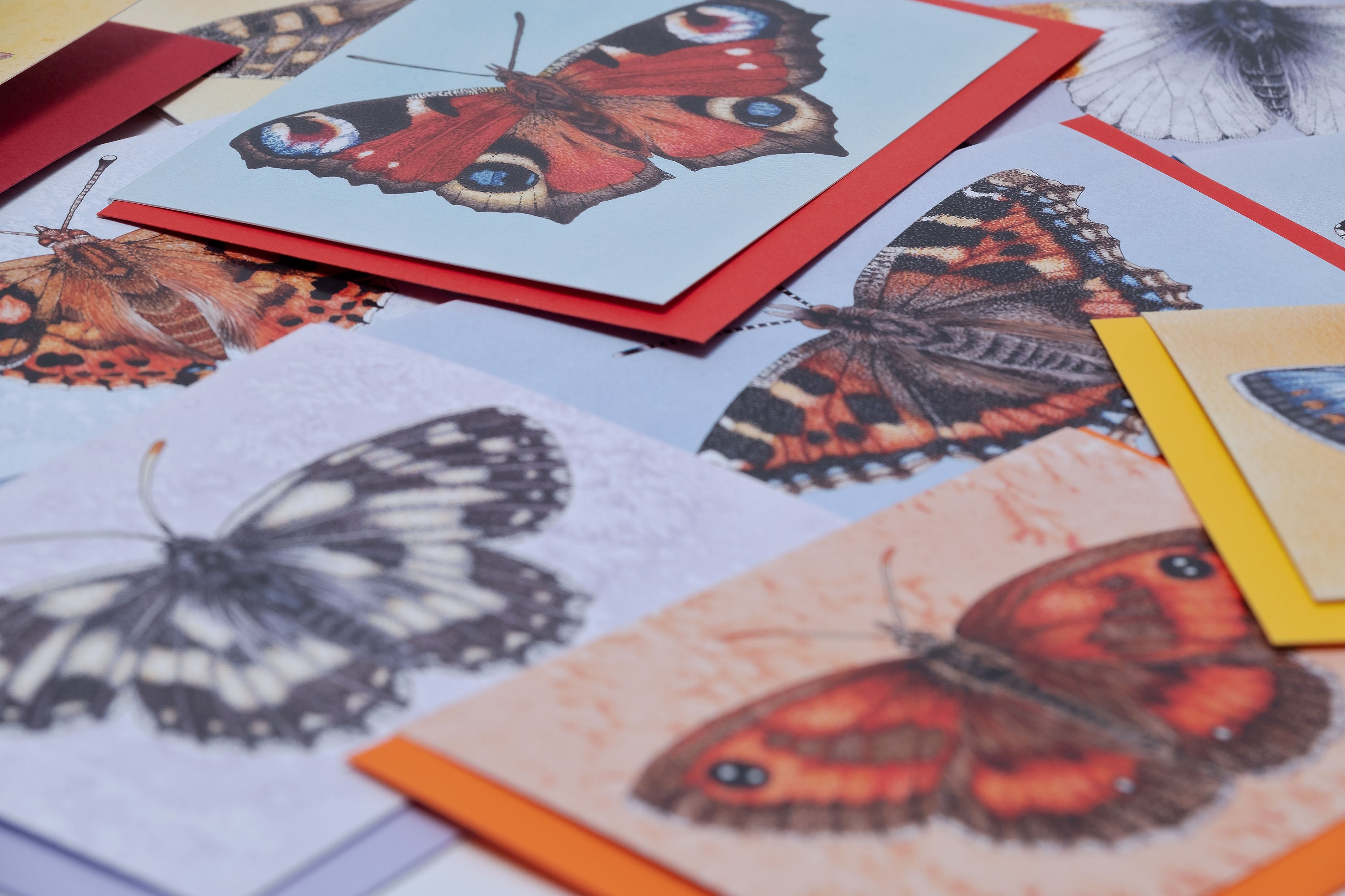Pack of 10 Butterflies of Britain Blank Greetings Cards - Etsy UK