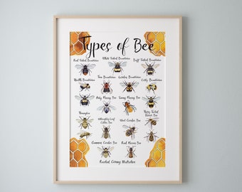 Types of Bee A3 Wildlife Poster Common British Bee Identification Nature Poster