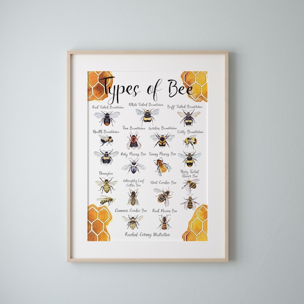 Types of Bee A4 Wildlife Poster Common British Bee Identification Nature Poster