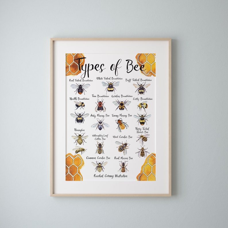 Types of Bee A4 Wildlife Poster Common British Bee Identification Nature Poster image 1