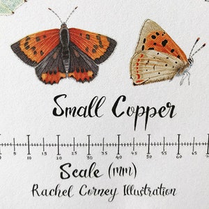 K&ouml;nnte beinhalten: Eine Aquarell-Illustration eines Kleinen F&uuml;chse (Lycaena phlaeas) mit einem Lineal als Ma&szlig;stab. Der Schmetterling hat orange und schwarze Fl&uuml;gel mit einem braunen K&ouml;rper. Das Lineal ist in Millimetern gekennzeichnet und reicht bis 70 mm.