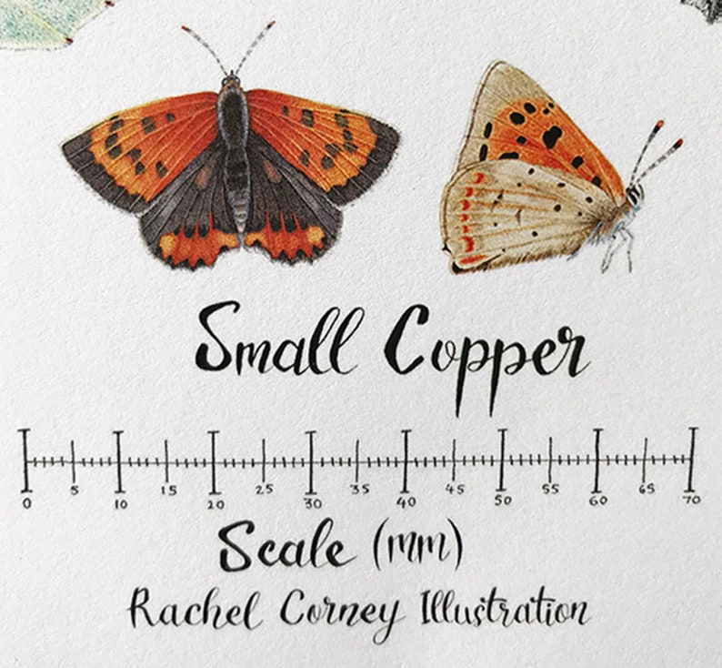 K&ouml;nnte beinhalten: Eine Aquarell-Illustration eines Kleinen F&uuml;chse (Lycaena phlaeas) mit einem Lineal als Ma&szlig;stab. Der Schmetterling hat orange und schwarze Fl&uuml;gel mit einem braunen K&ouml;rper. Das Lineal ist in Millimetern gekennzeichnet und reicht bis 70 mm.