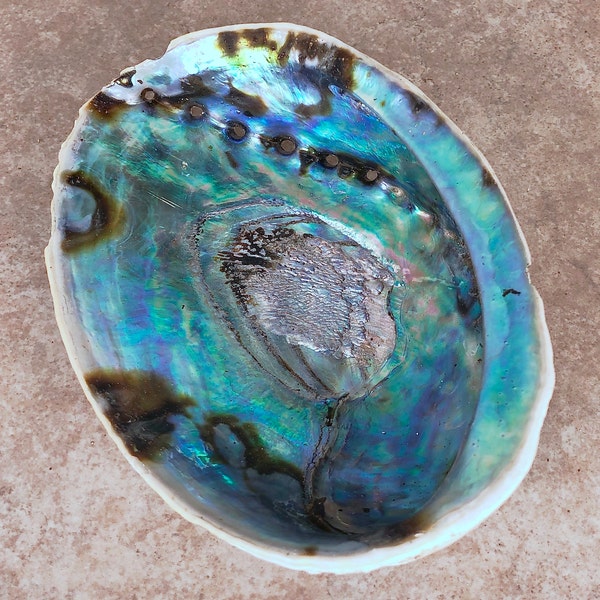 Abalone Shell - Smudge Bowl - Abalone Sea Shell - Burning Sage and Incense - Ceremonial Cleansing Shell - Energetic Clearing