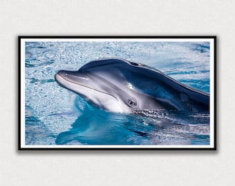 Dolphin Face Frame TV Digital Art