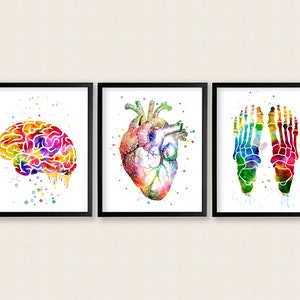Human anatomy watercolor art, Set of 3 printable wall art, Medical art, Medical Office Decor, Human heart, Foot bones, Brain watercolor art