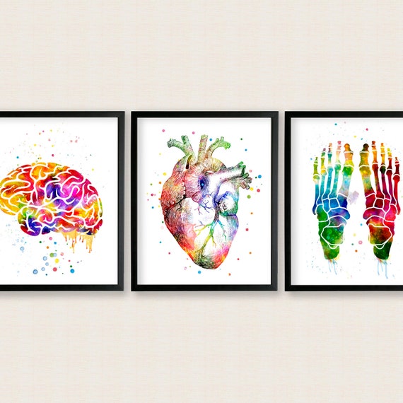 Human anatomy watercolor artwork, Preset of 3 printable wall artwork, Healthcare artwork, Clinical Place of work Decor, Human center, Foot bones, Thoughts watercolor artwork photo about Etsy Printable Wall Art identify Human anatomy watercolor artwork, Mounted of 3 printable wall artwork, Healthcare artwork, Health-related Business office Decor, Human centre, Foot bones, Intellect watercolor artwork