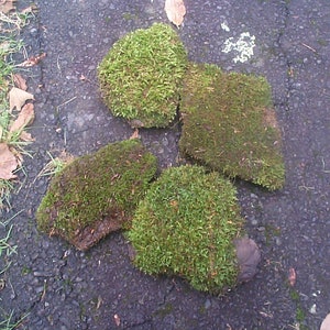 May include: Four pieces of moss covered rock on a gray asphalt surface.
