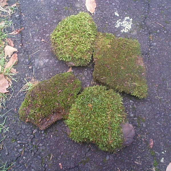 Moss rocks  large sized Real  moss  3-5 pcs fresh picked for terrarium, fairy garden rock garden natural decor FREE Shipping