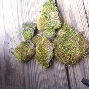 May include: A collection of green moss pieces in various shapes and sizes. The moss is a vibrant green color and has a textured appearance. The pieces are arranged on a wooden surface.