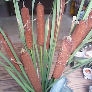 Real Cattails   fresh picked all natural untreated Fall decor Natural decoration florist supply  weddings bouquets Custom picked to order