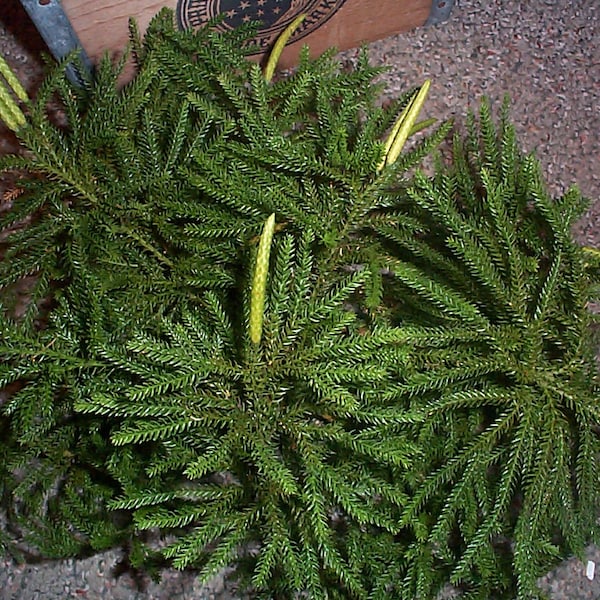 Fresh Native PRINCESS PINE   ground pine Christmas Holiday greenery  for wreaths, weddings terrariums garlands bouquets  25 Stems per bunch