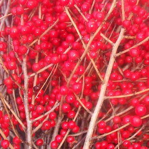 Fresh Cut Red winterberries  Live  Fresh picked to order  Holiday christmas decor