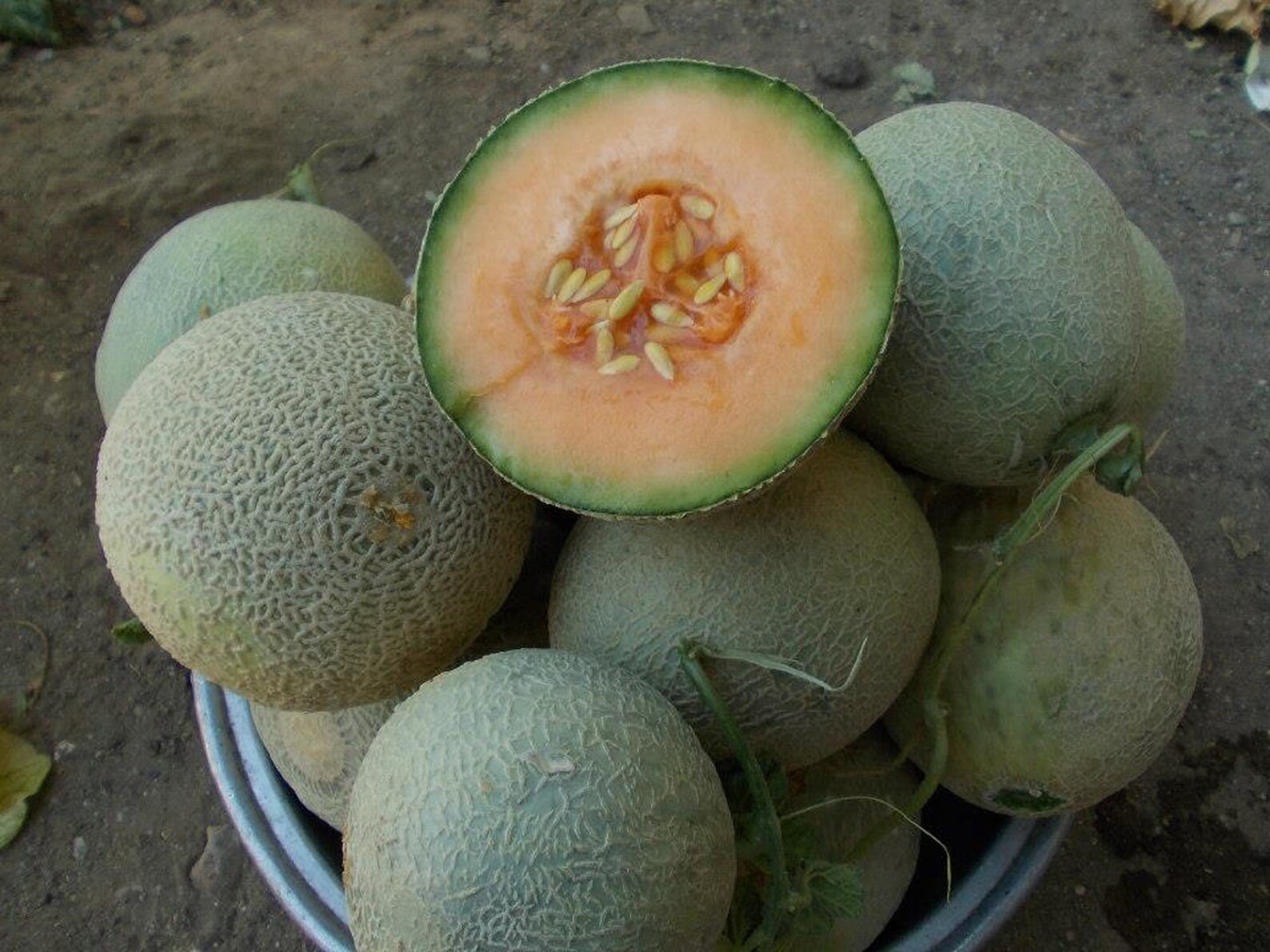 Semillas de melón Yubari King Melon 25 Fresh Seeds Etsy