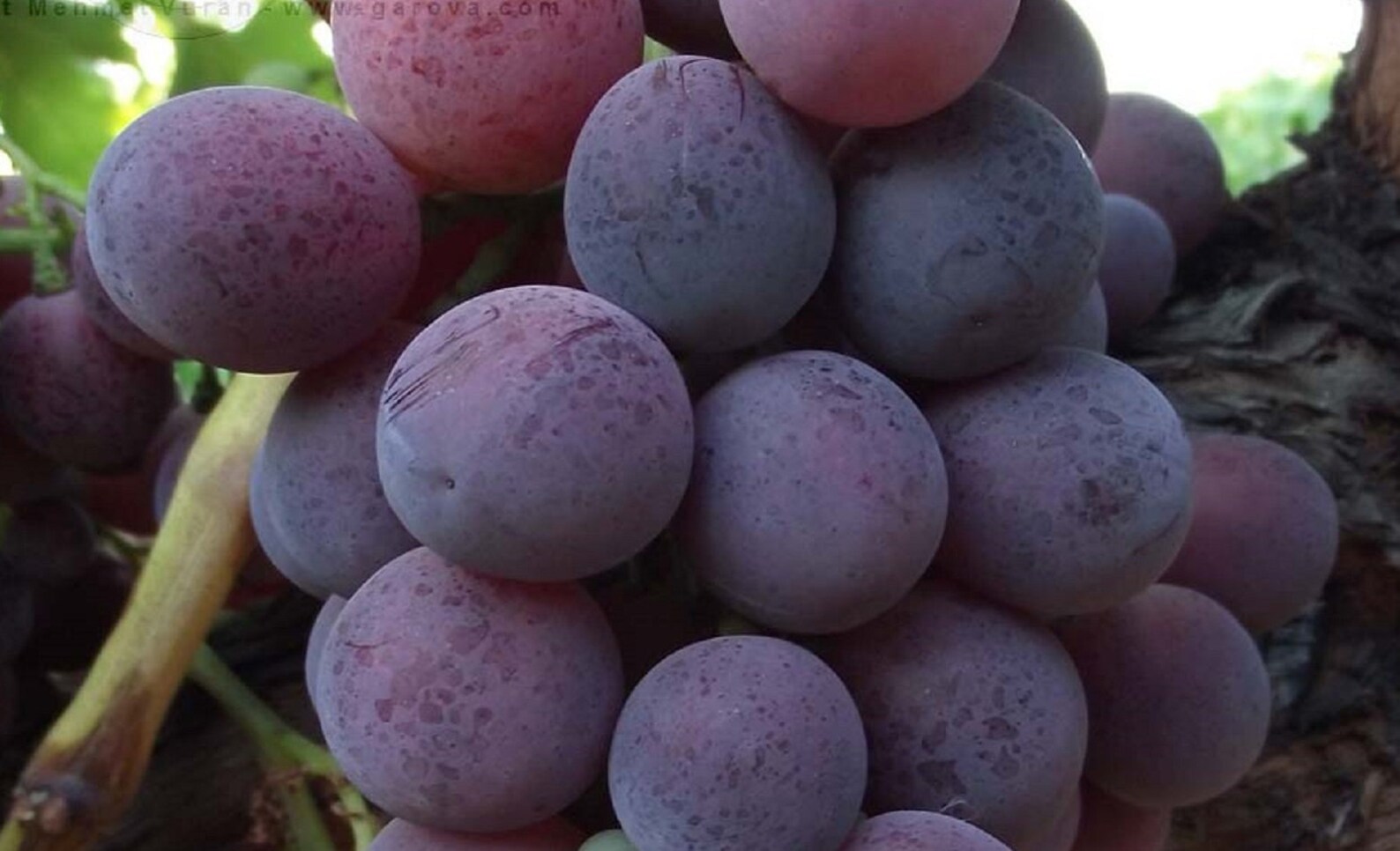 Grapes Cuttings Cardinal Grapes 3 Fresh Cuttings Vitis Etsy