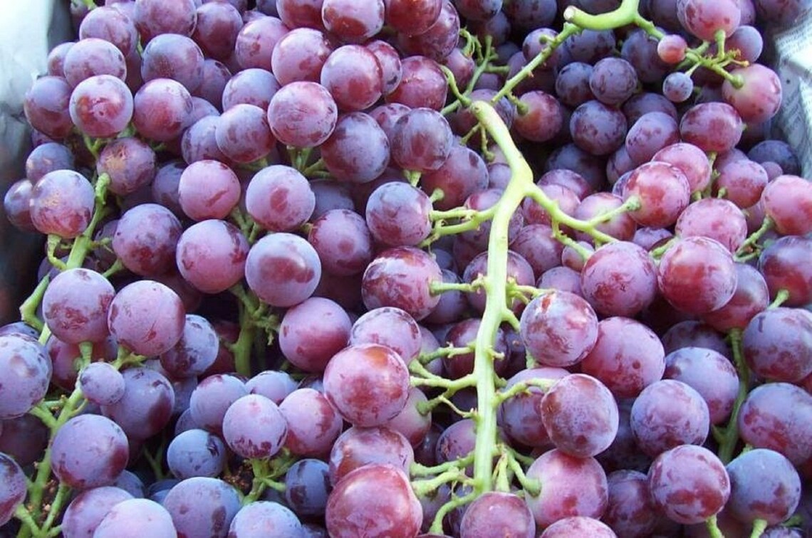 Grapes Cuttings Cardinal Grapes 3 Fresh Cuttings Vitis | Etsy
