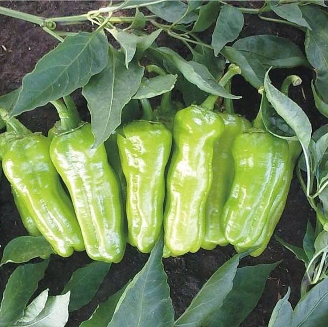 Semillas Pimiento Dulce Italiano - 10 Unidades - Pimientos Largos Y Dulces - Huerto Casero Sur De España